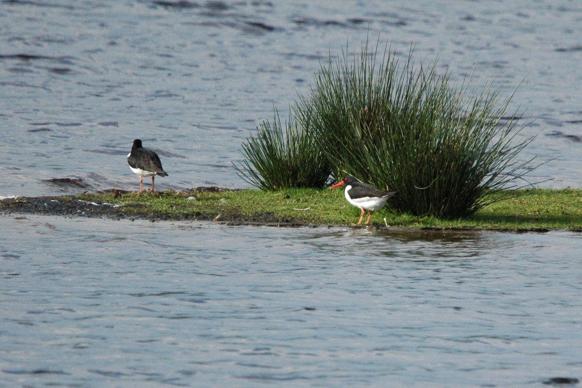 Eurasian Oystercatcher - ML618073682