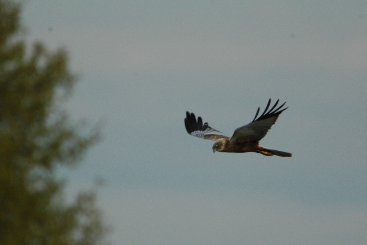 Western Marsh Harrier - ML618073693