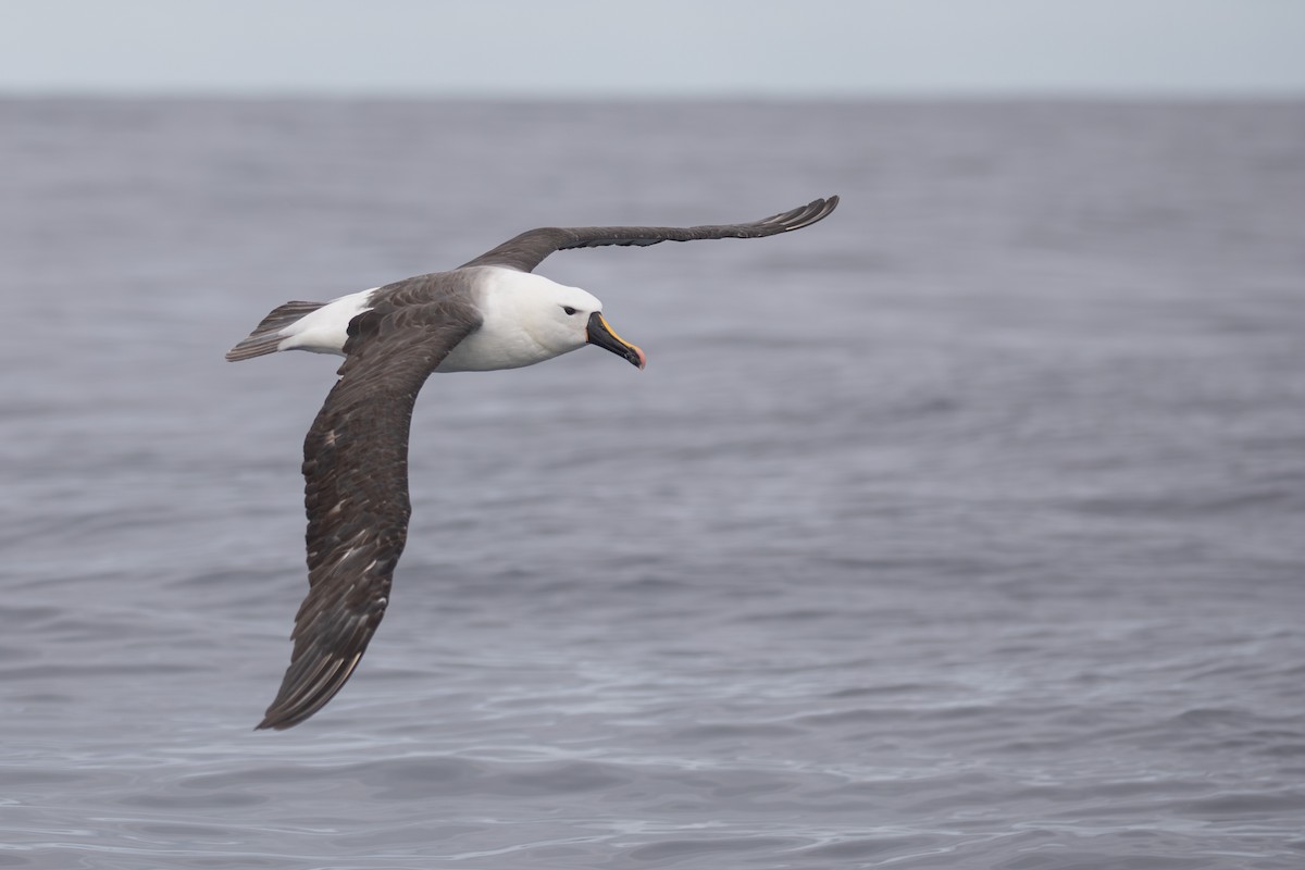 Albatros de Carter - ML618073696