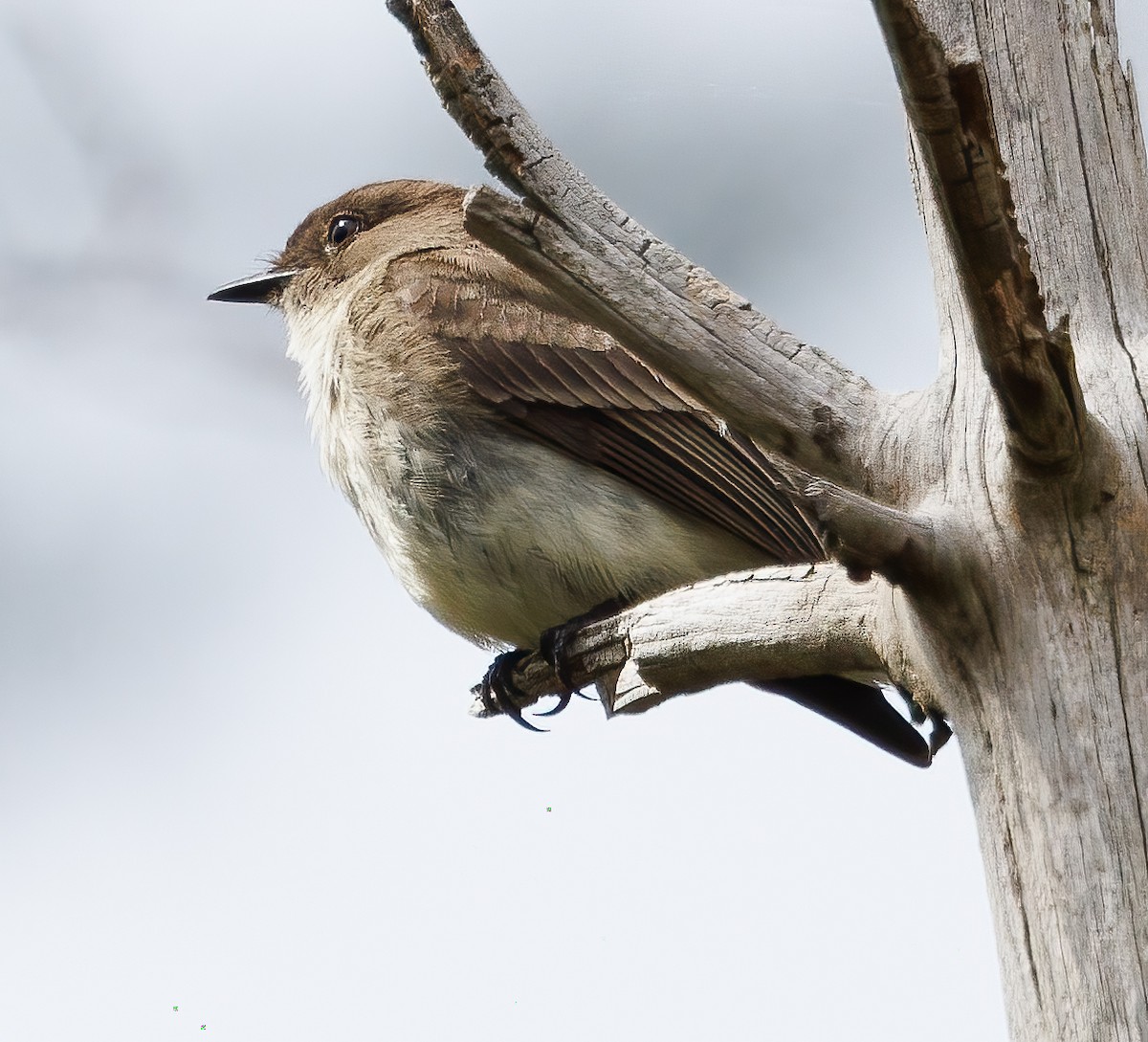 Eastern Phoebe - ML618073703