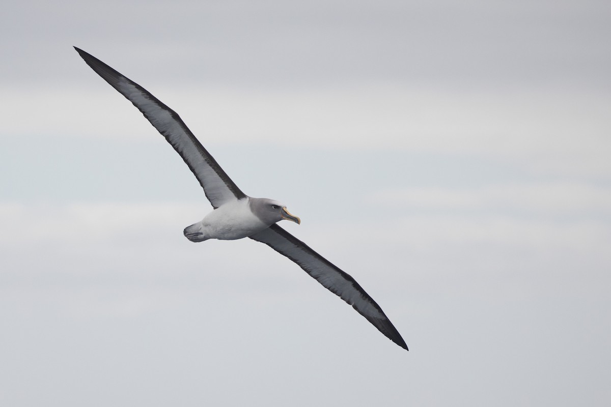 Buller's Albatross - ML618073704