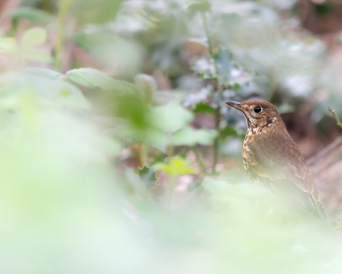 Song Thrush - ML618073712