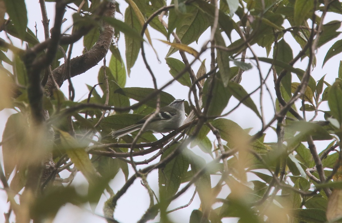 White-banded Tyrannulet - ML618073720