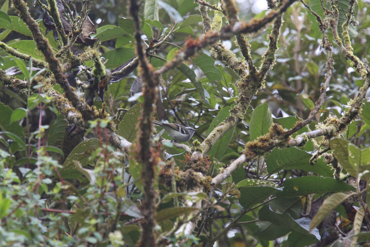 White-banded Tyrannulet - ML618073723