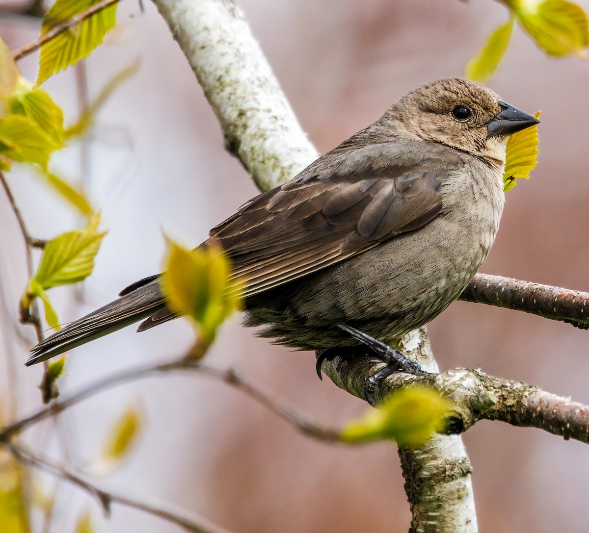 Brown-headed Cowbird - Debbie Lombardo