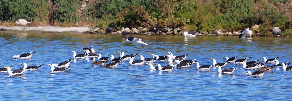 Kelp Gull - Sita Susarla