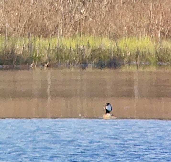 Hooded Merganser - ML618073742