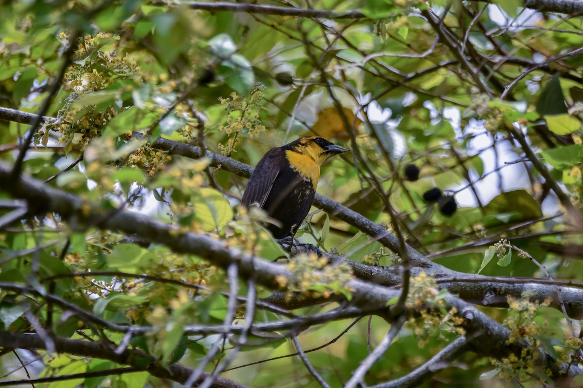 Yellow-headed Blackbird - ML618073748