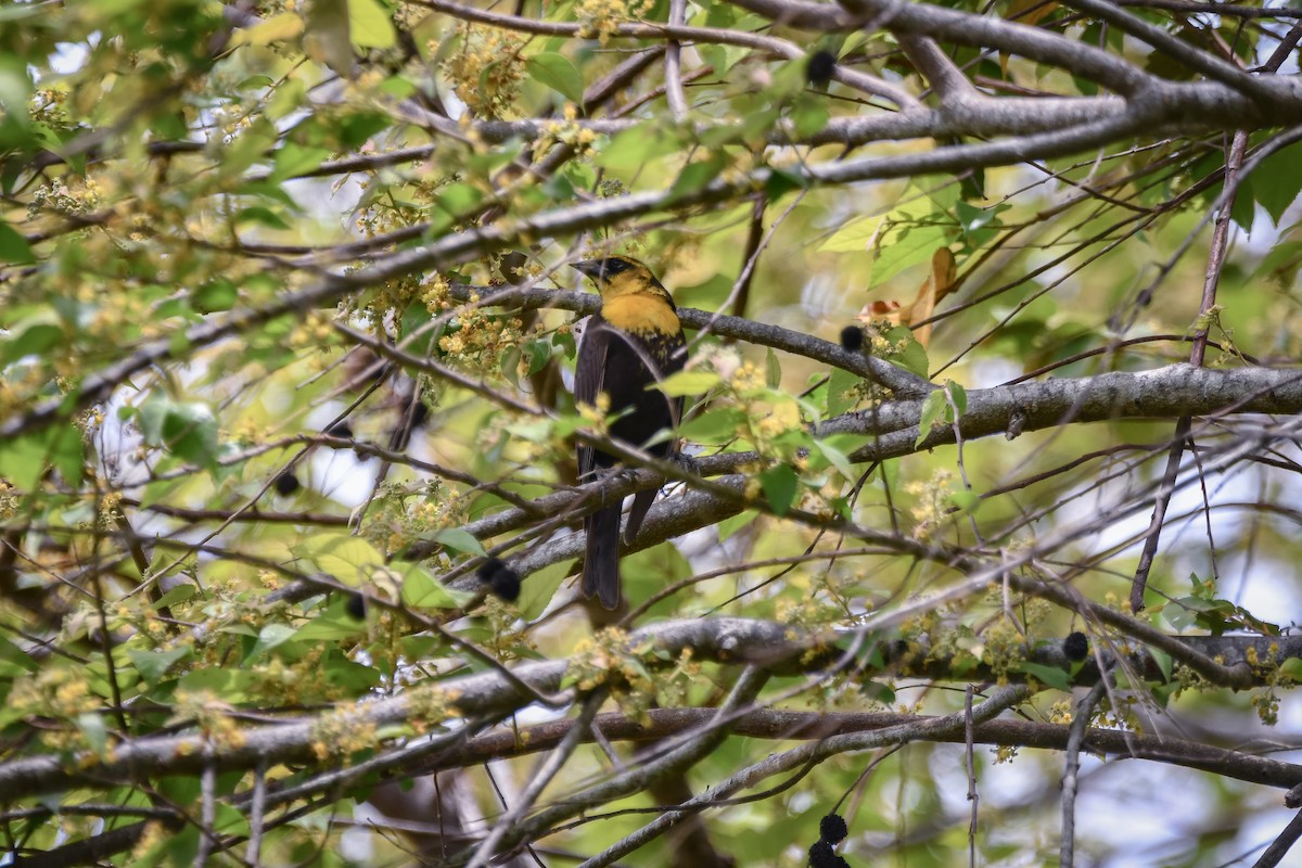 Yellow-headed Blackbird - ML618073749