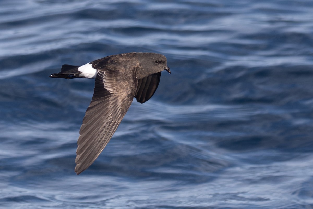 Wilson's Storm-Petrel - ML618073760