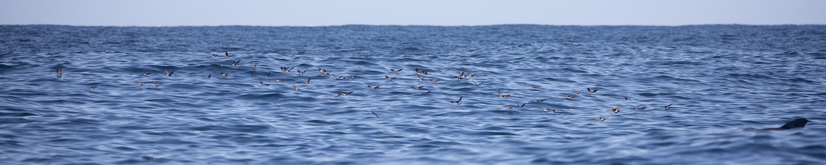 Wilson's Storm-Petrel - ML618073761