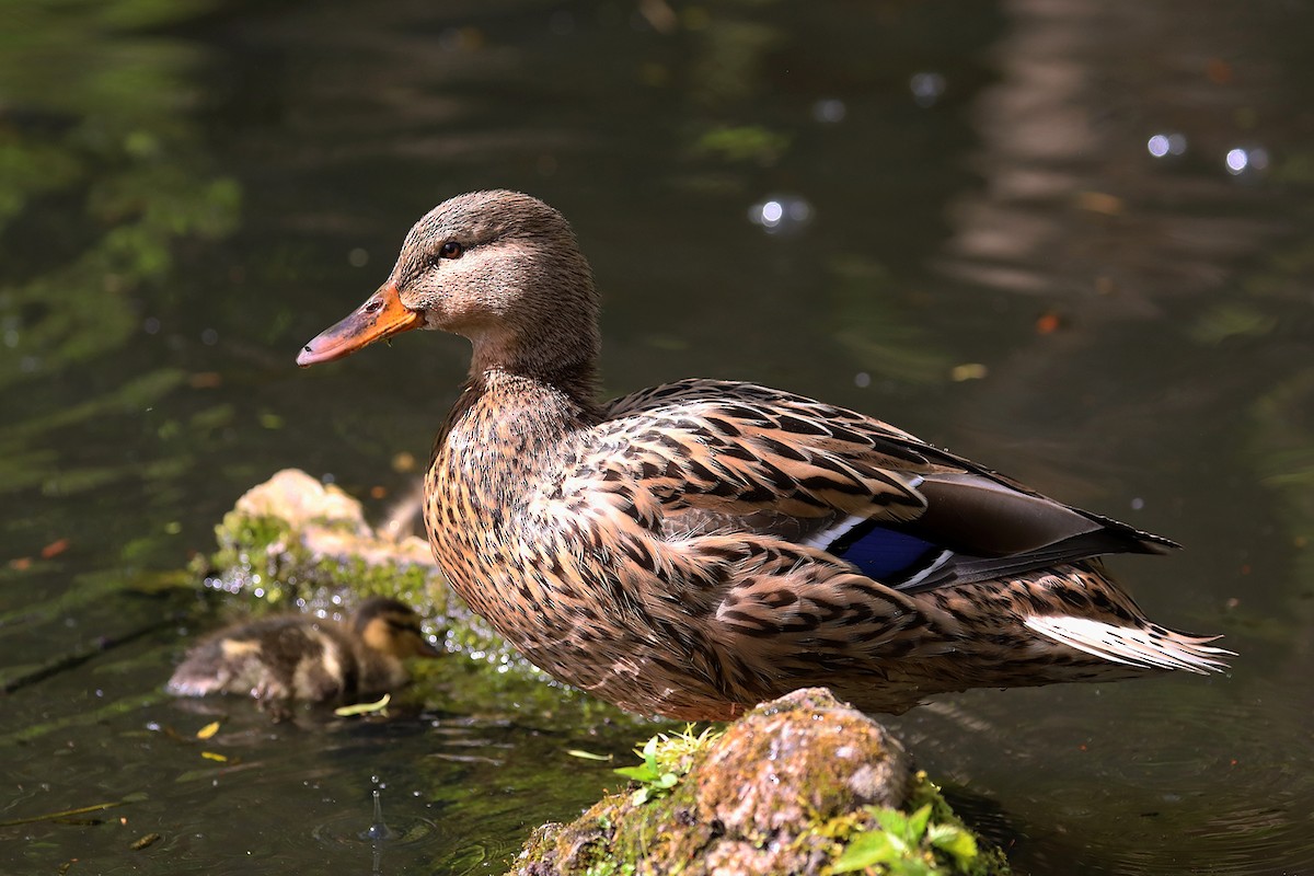 Mallard - Matthias Alberti