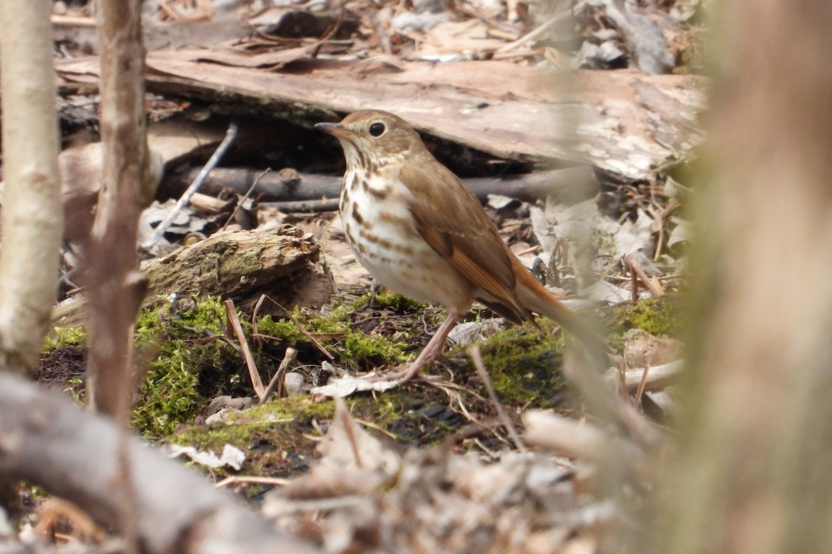 Hermit Thrush - Marc antoine Lafrance