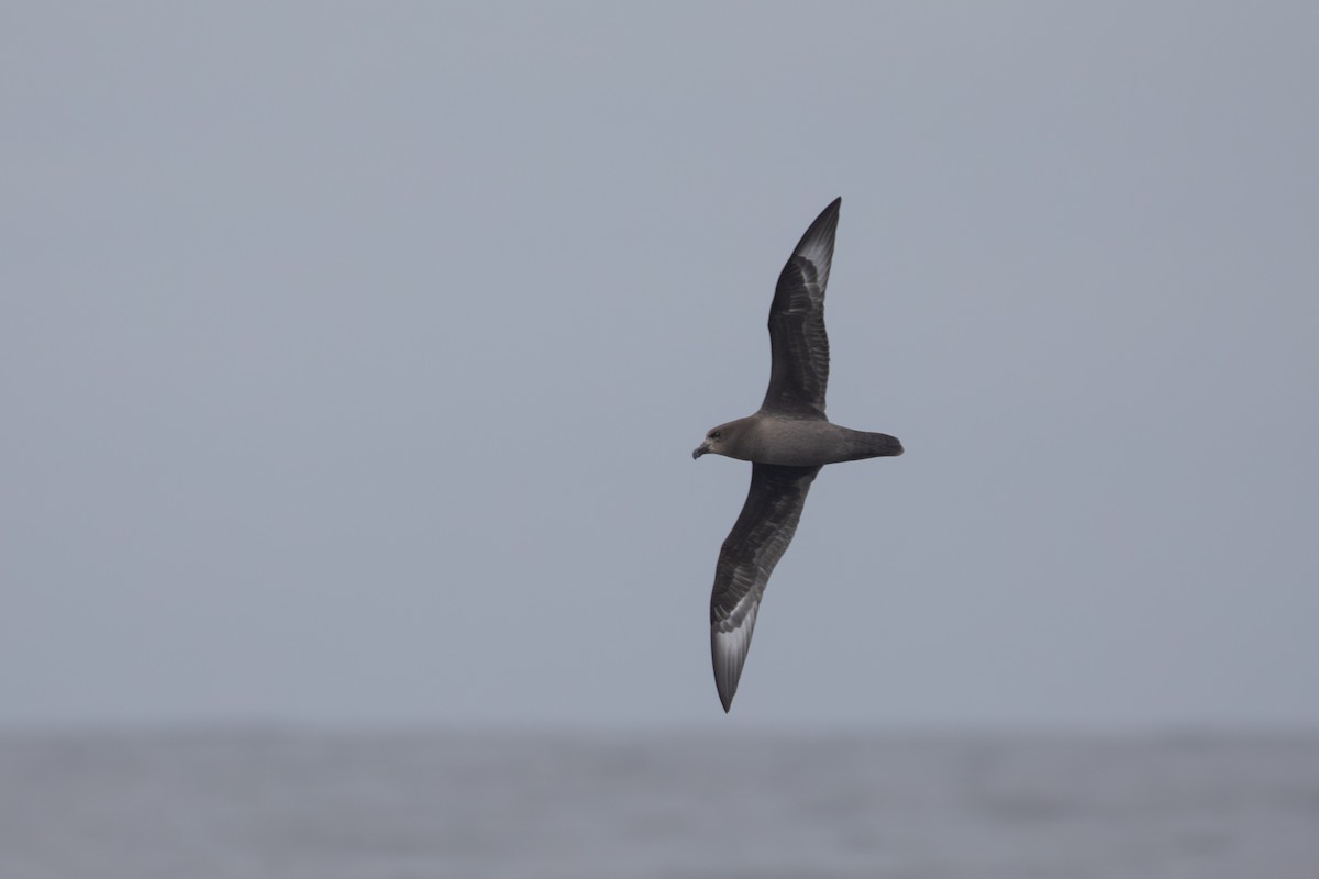 Providence Petrel - ML618073772