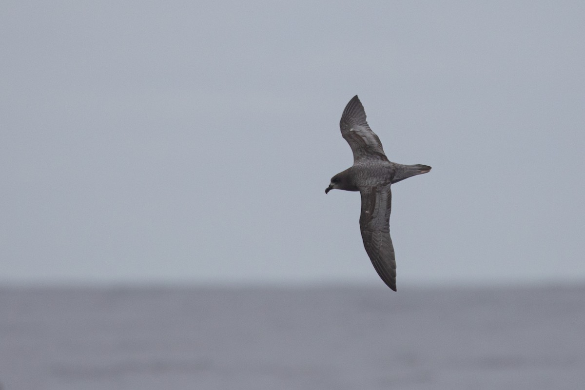 Providence Petrel - Isaac Clarey