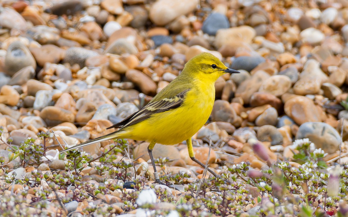 Western Yellow Wagtail (flavissima) - Peter Kennerley