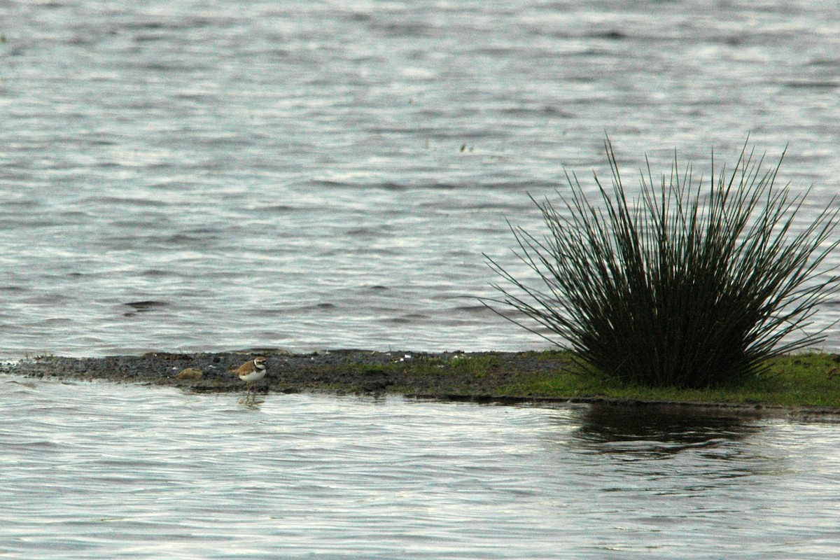 Little Ringed Plover - ML618073788