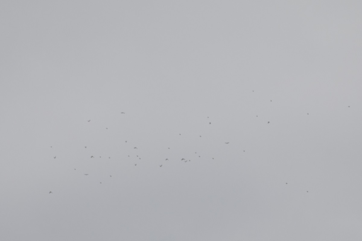 Graumantel-Brillenvogel - ML618073789