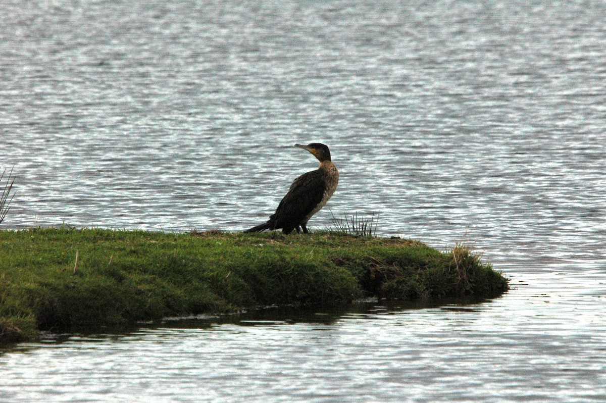 Great Cormorant - ML618073795