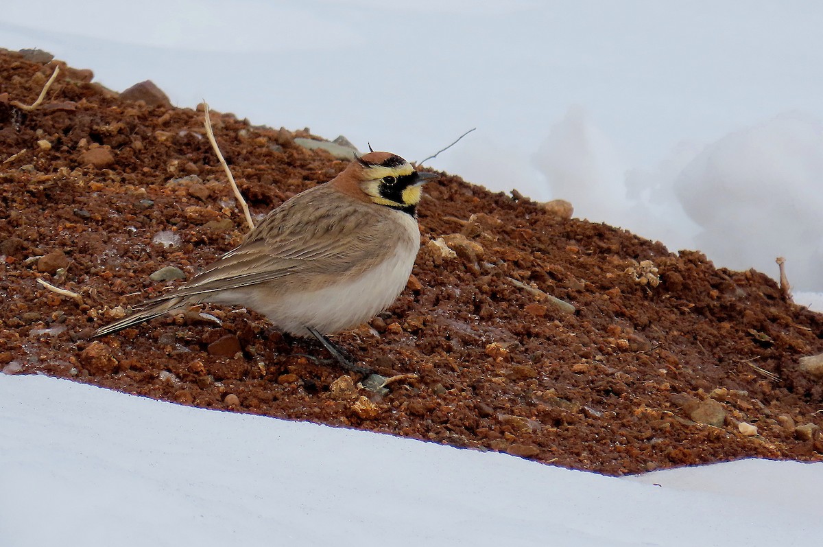 Horned Lark - ML618073798