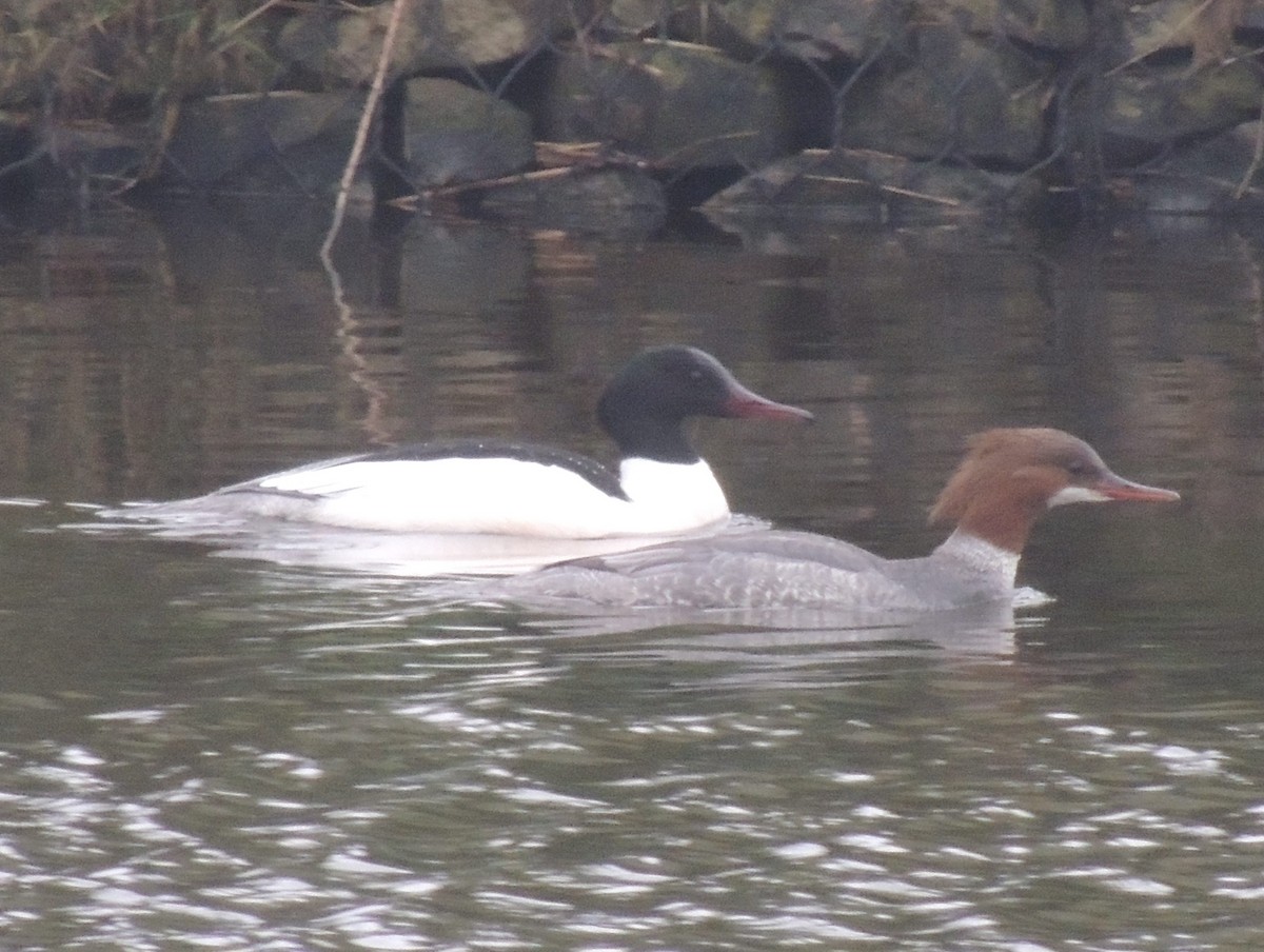 Common Merganser - Mark Easterbrook