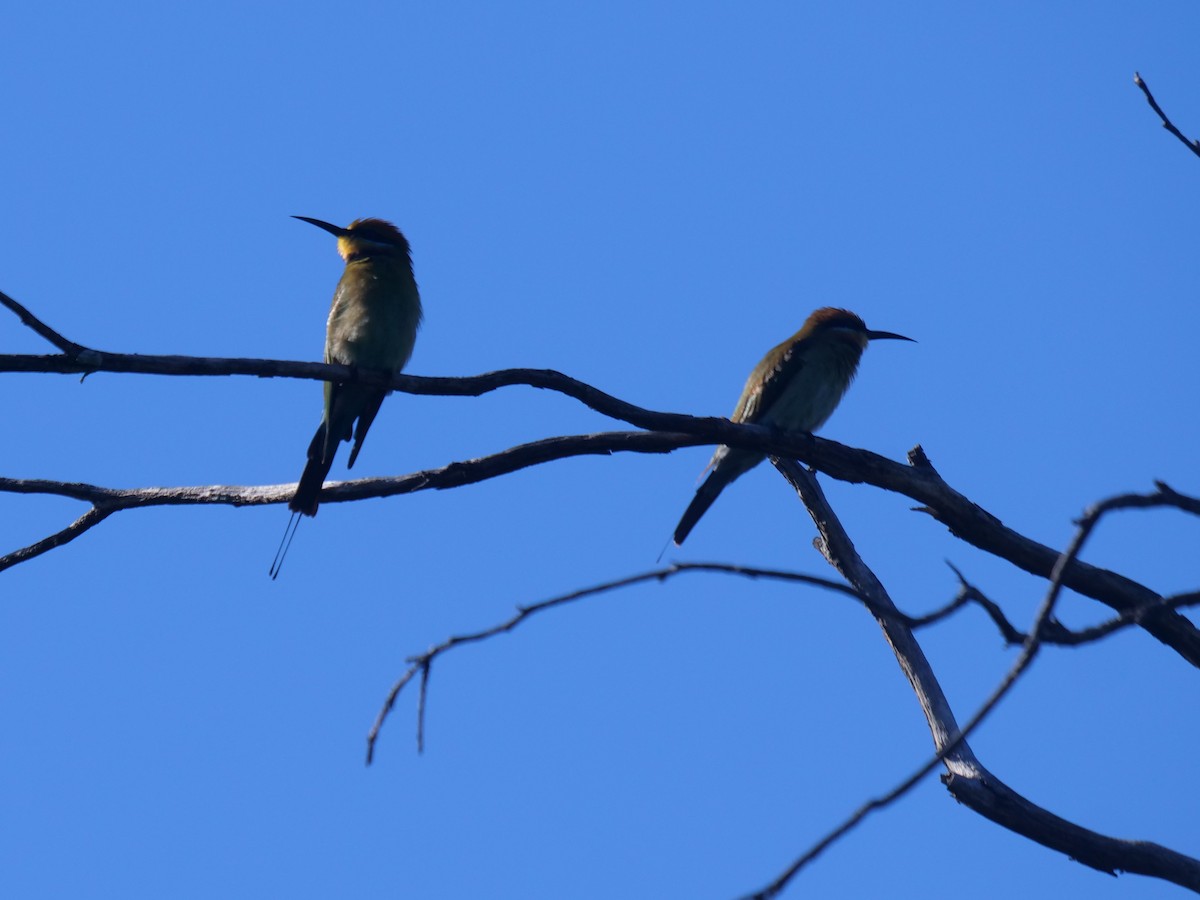 Rainbow Bee-eater - ML618073811