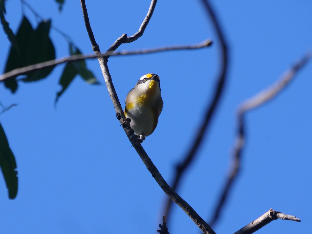 Streifenpanthervogel - ML618073820