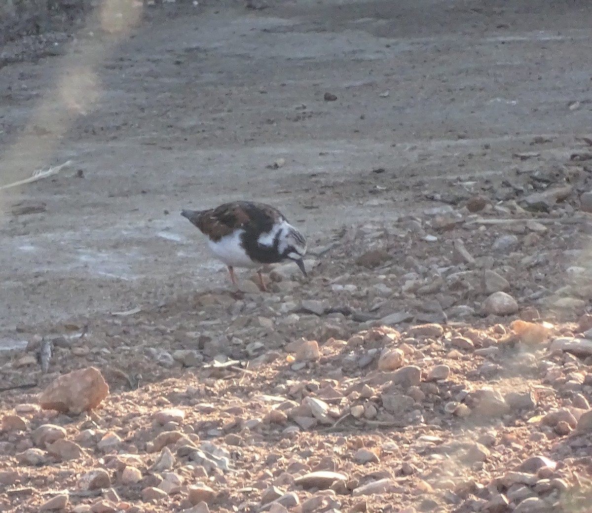 Ruddy Turnstone - ML618073822