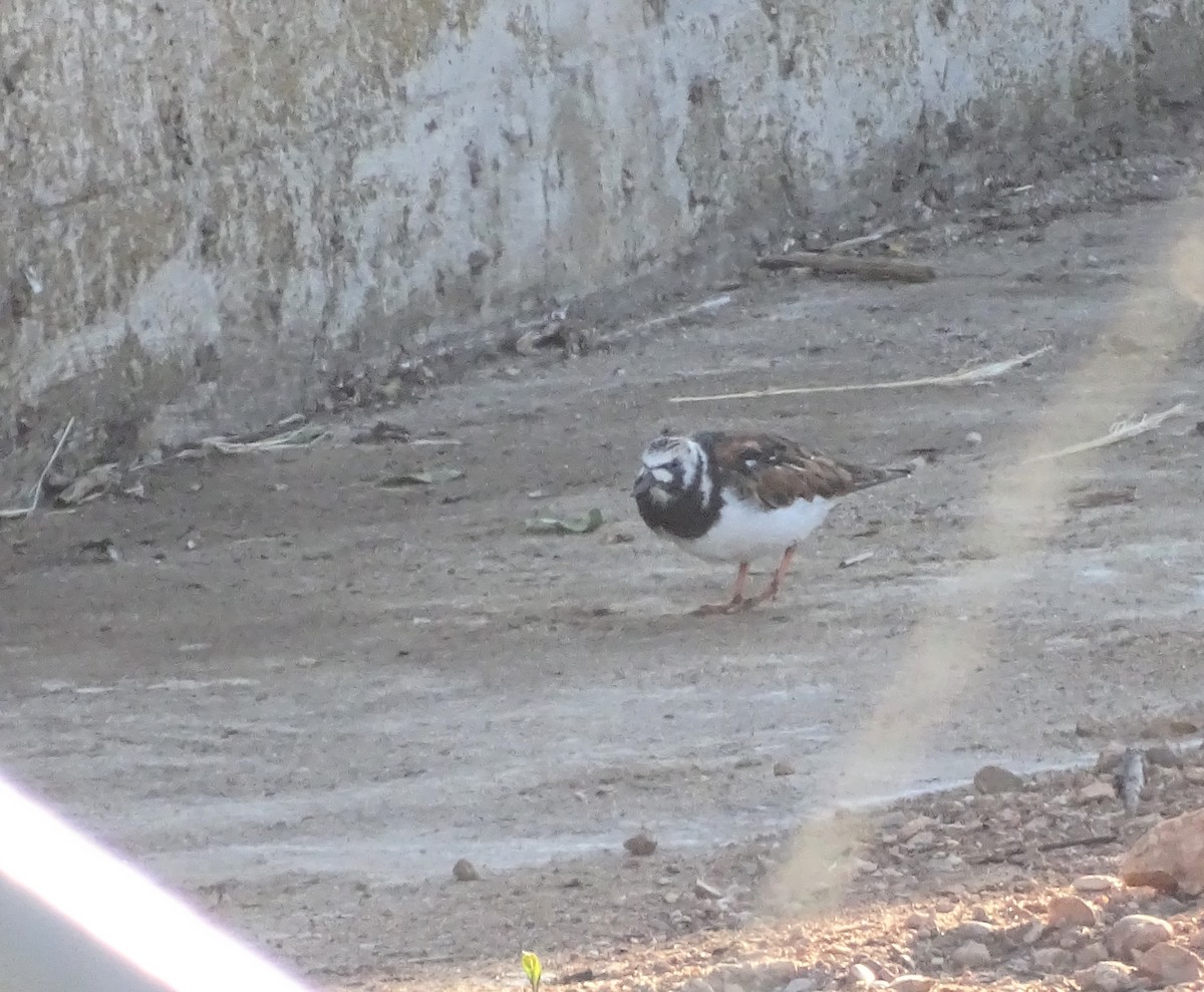 Ruddy Turnstone - ML618073827