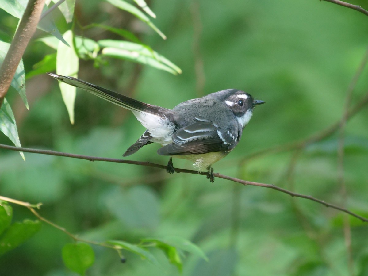 Gray Fantail - Frank Coman