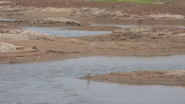 Kentish Plover - ML618073840