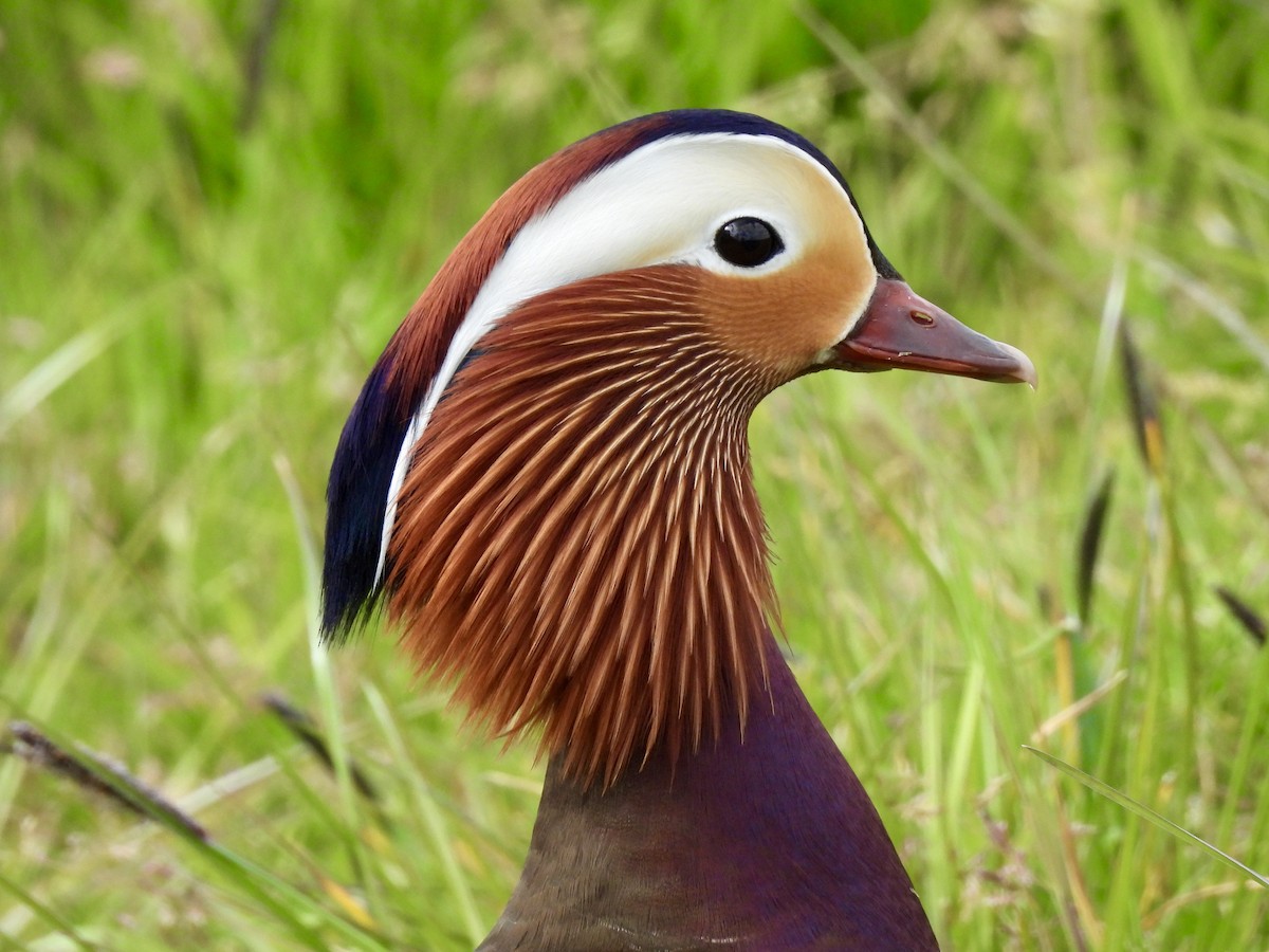 Mandarin Duck - ML618073841