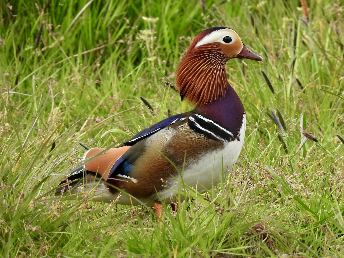 Mandarin Duck - ML618073842