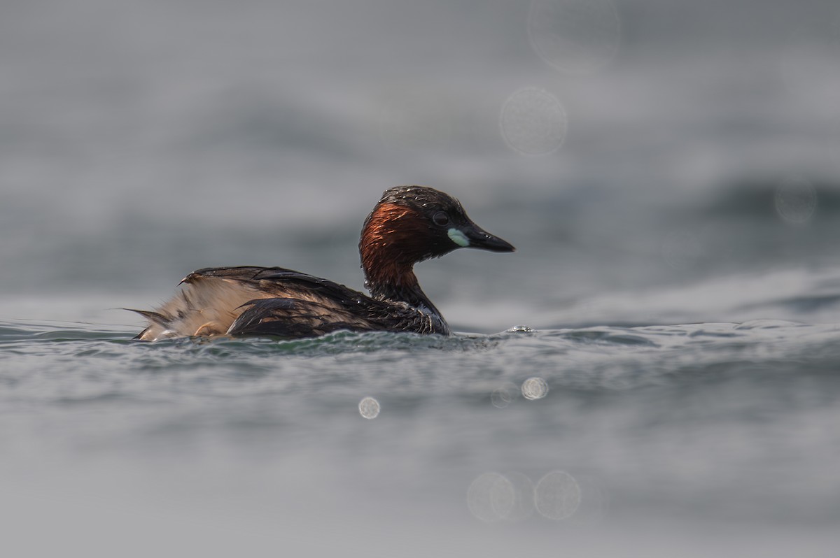 Little Grebe - Giota Bourneli