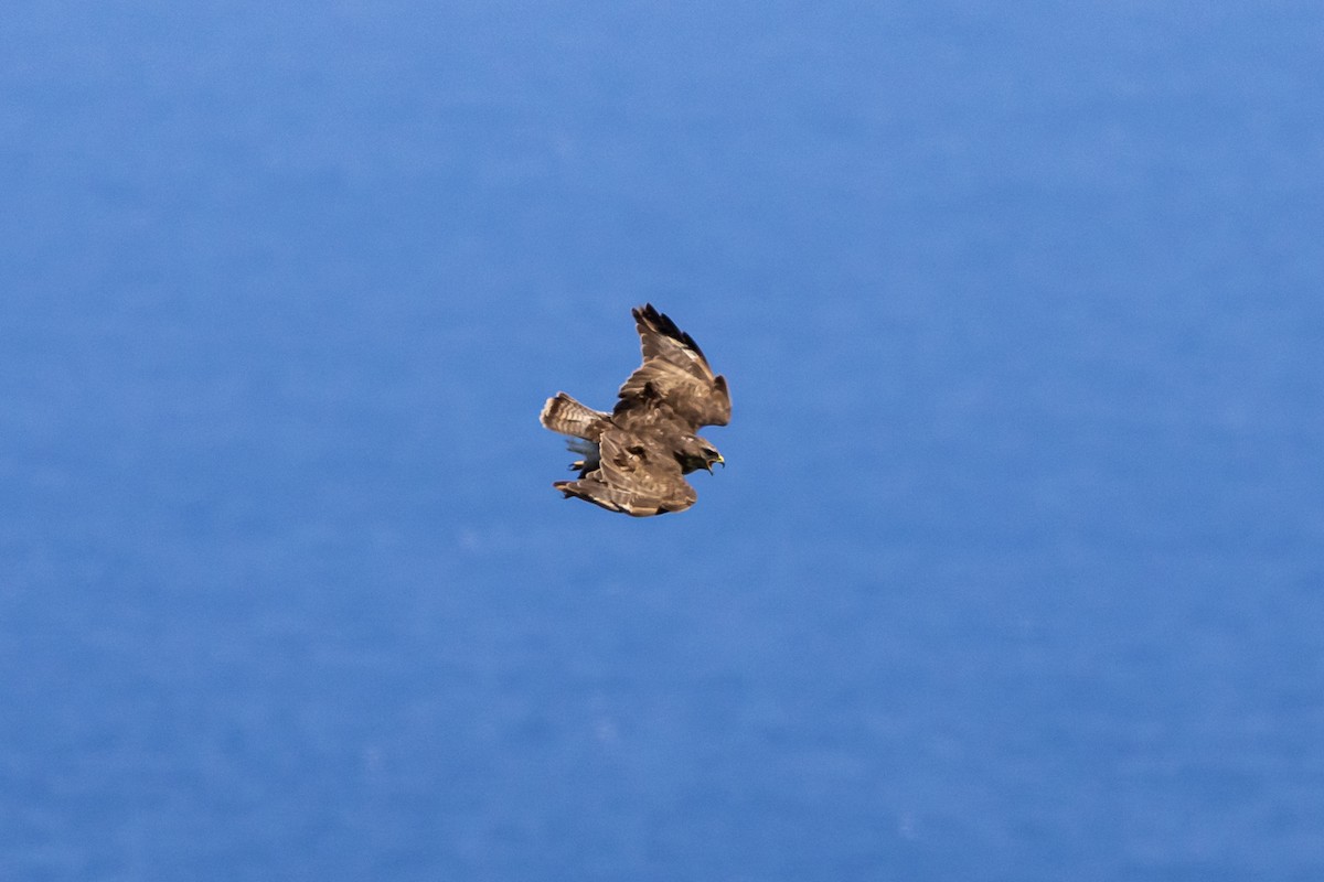 Common Buzzard - Francisco Garcia