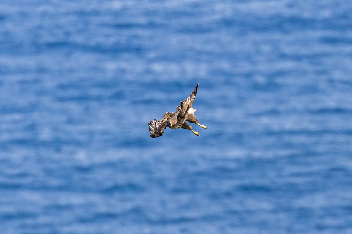 Common Buzzard - ML618073873