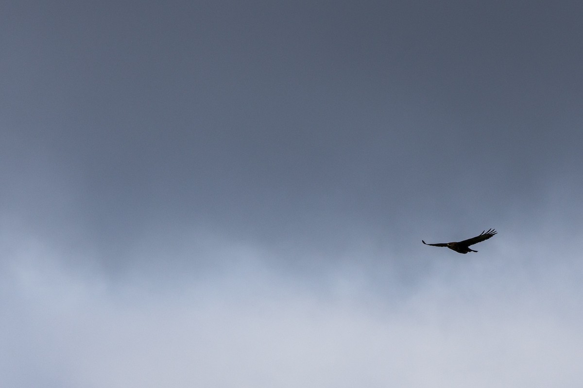 Common Buzzard - Francisco Garcia