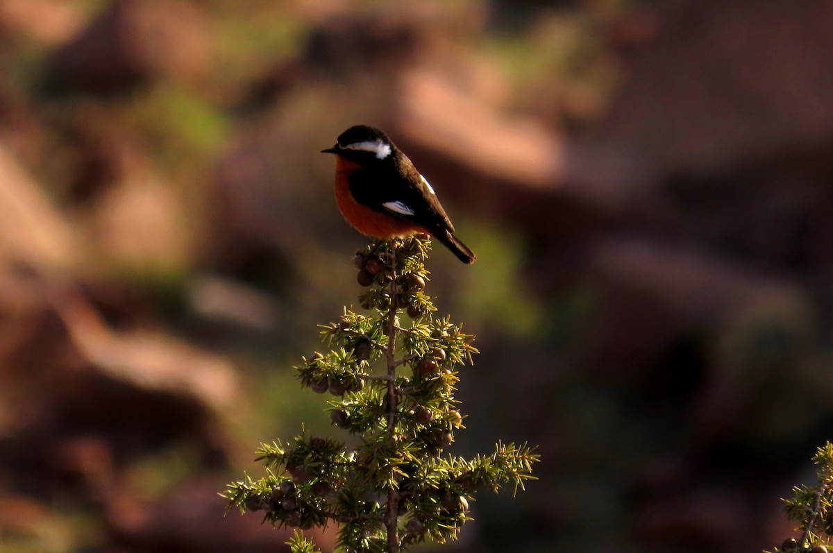 Moussier's Redstart - ML618073876