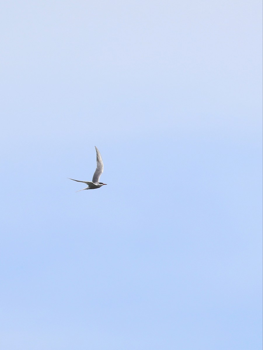 Common Tern - Matthias Alberti