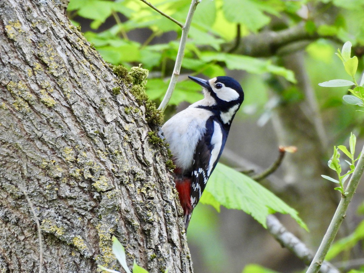 Great Spotted Woodpecker - ML618073886