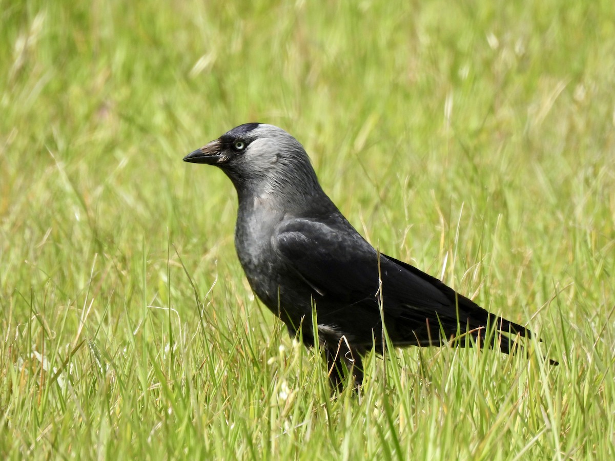 Eurasian Jackdaw - Caroline Quinn