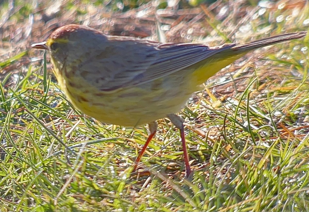 Paruline à couronne rousse - ML618073895