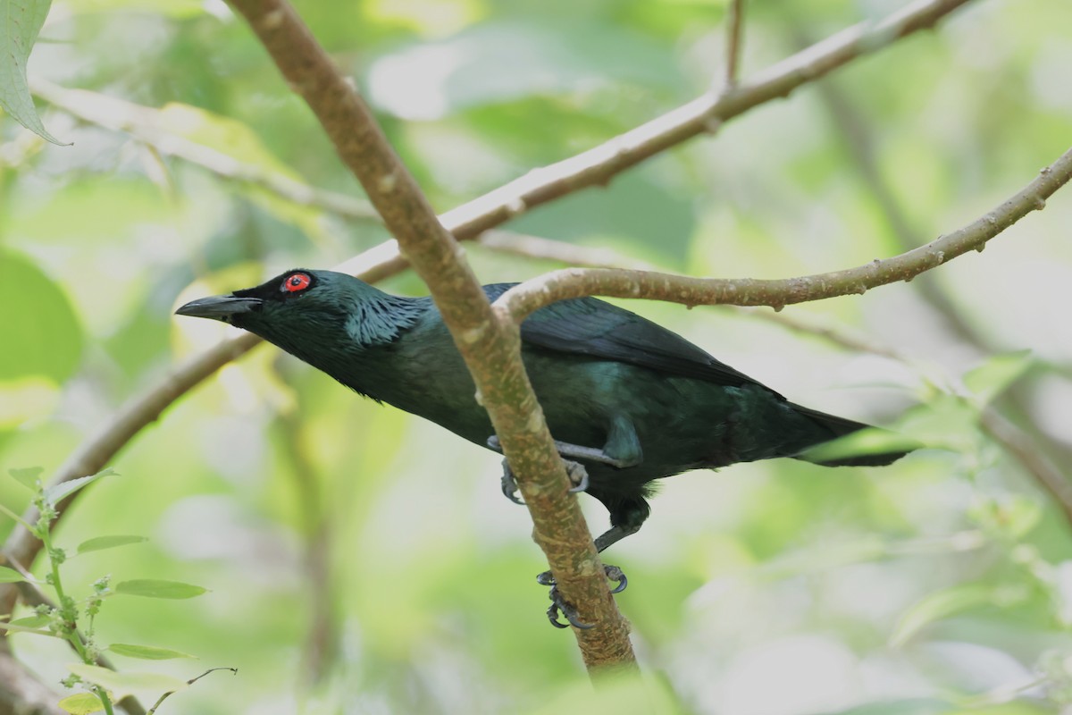 Asian Glossy Starling - ML618073898