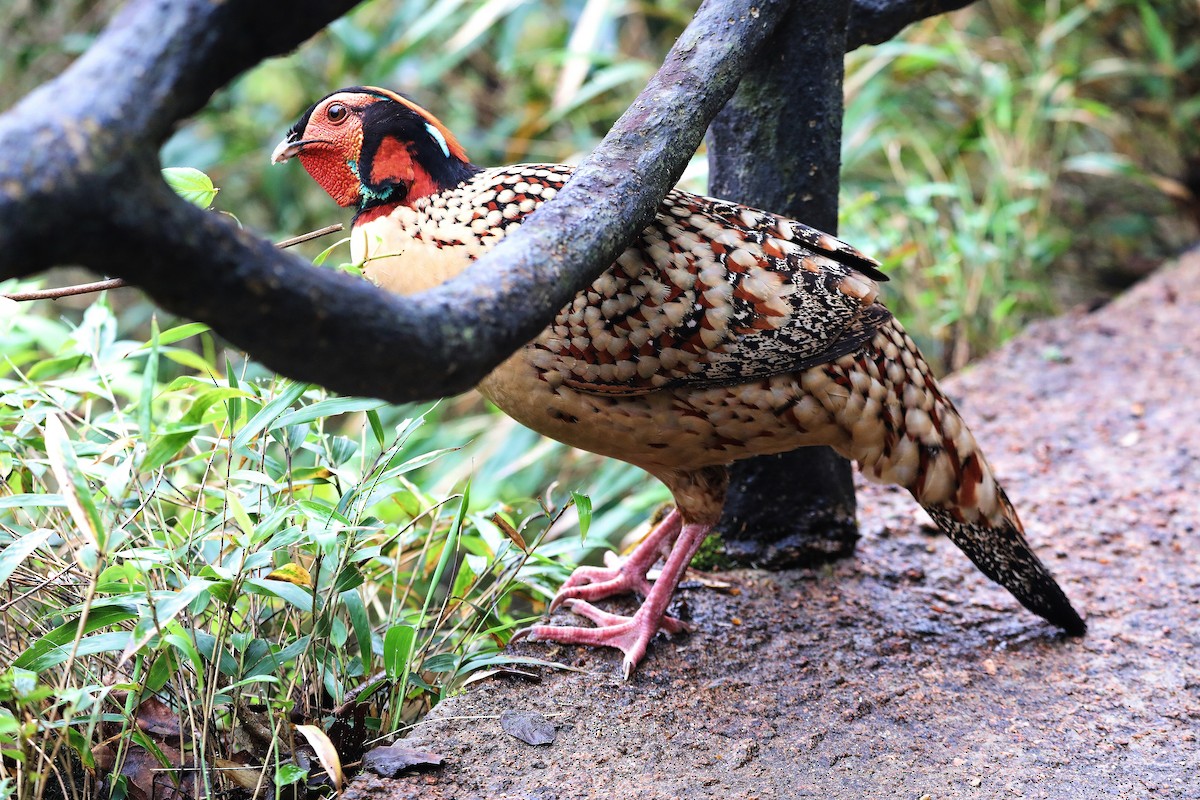 Tragopan de Cabot - ML618073899