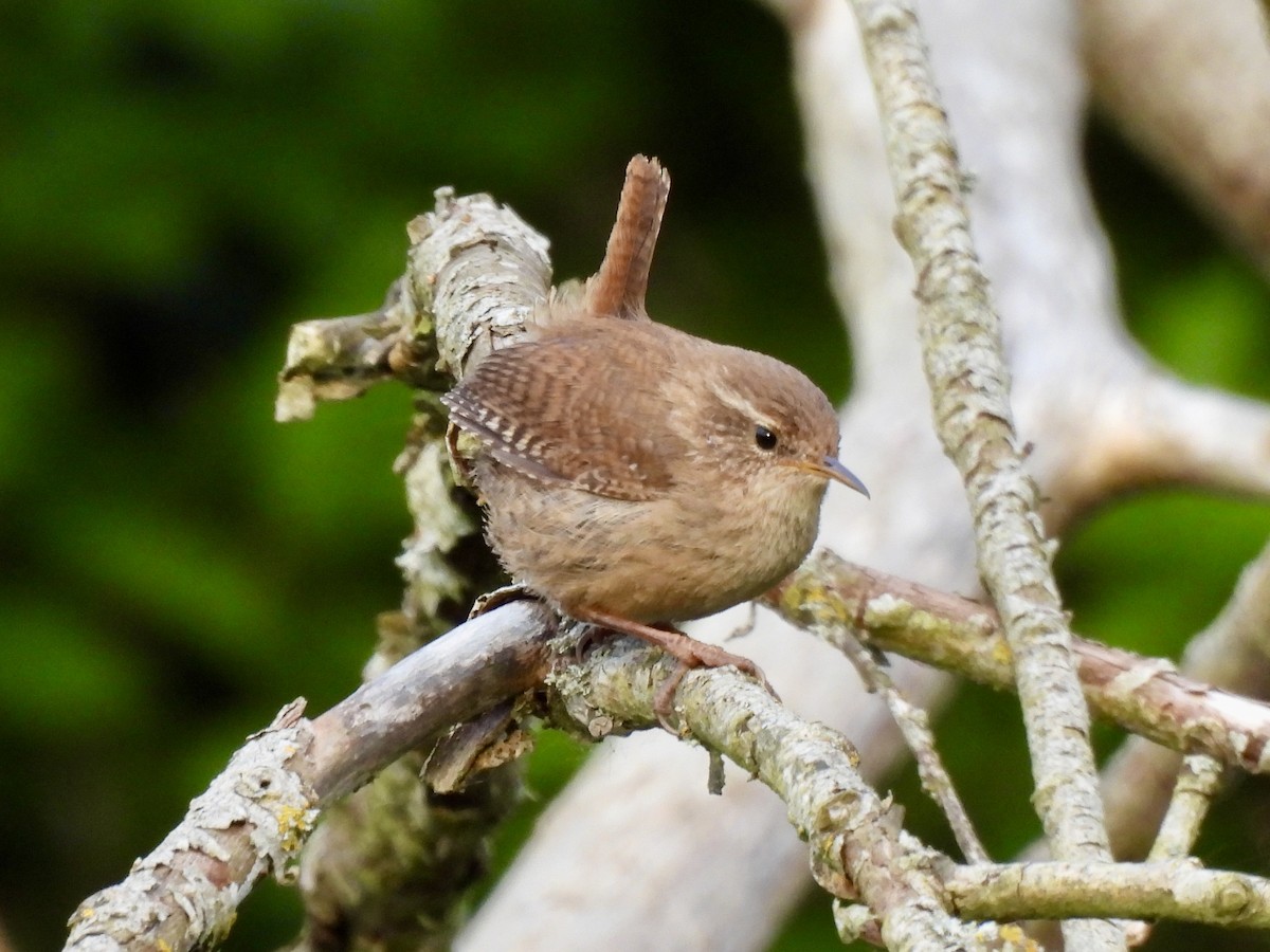 Eurasian Wren - Caroline Quinn