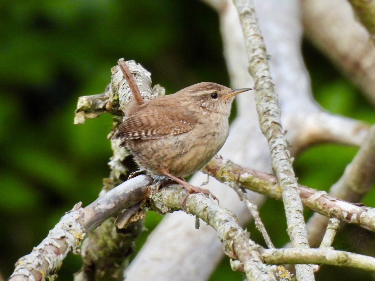 Eurasian Wren - Caroline Quinn