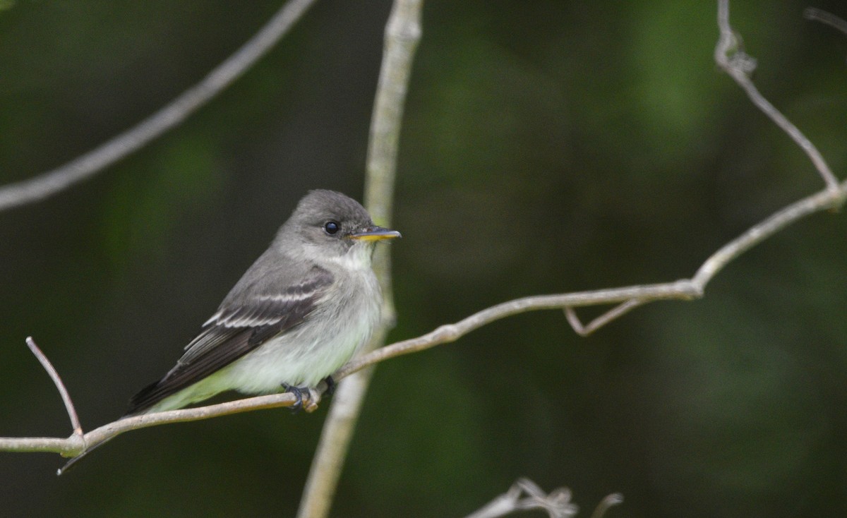 Eastern Wood-Pewee - ML618073906