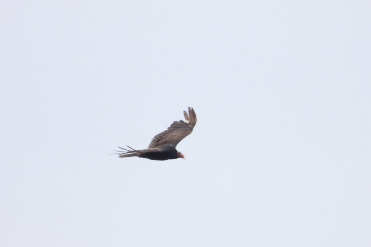 Turkey Vulture - Marc antoine Lafrance