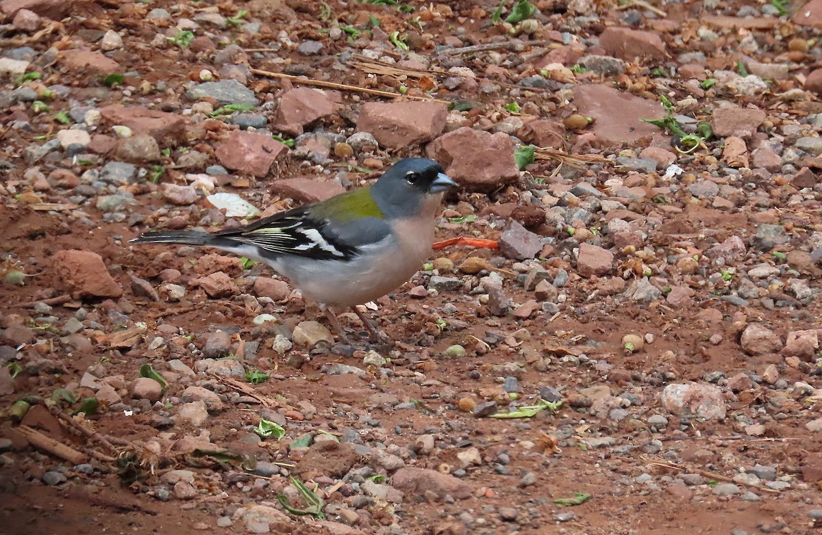 Common Chaffinch - ML618073916