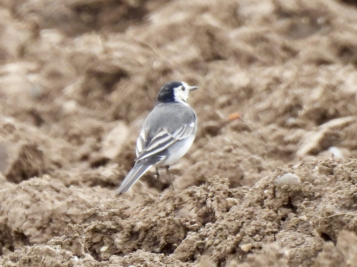 נחליאלי לבן - ML618073917